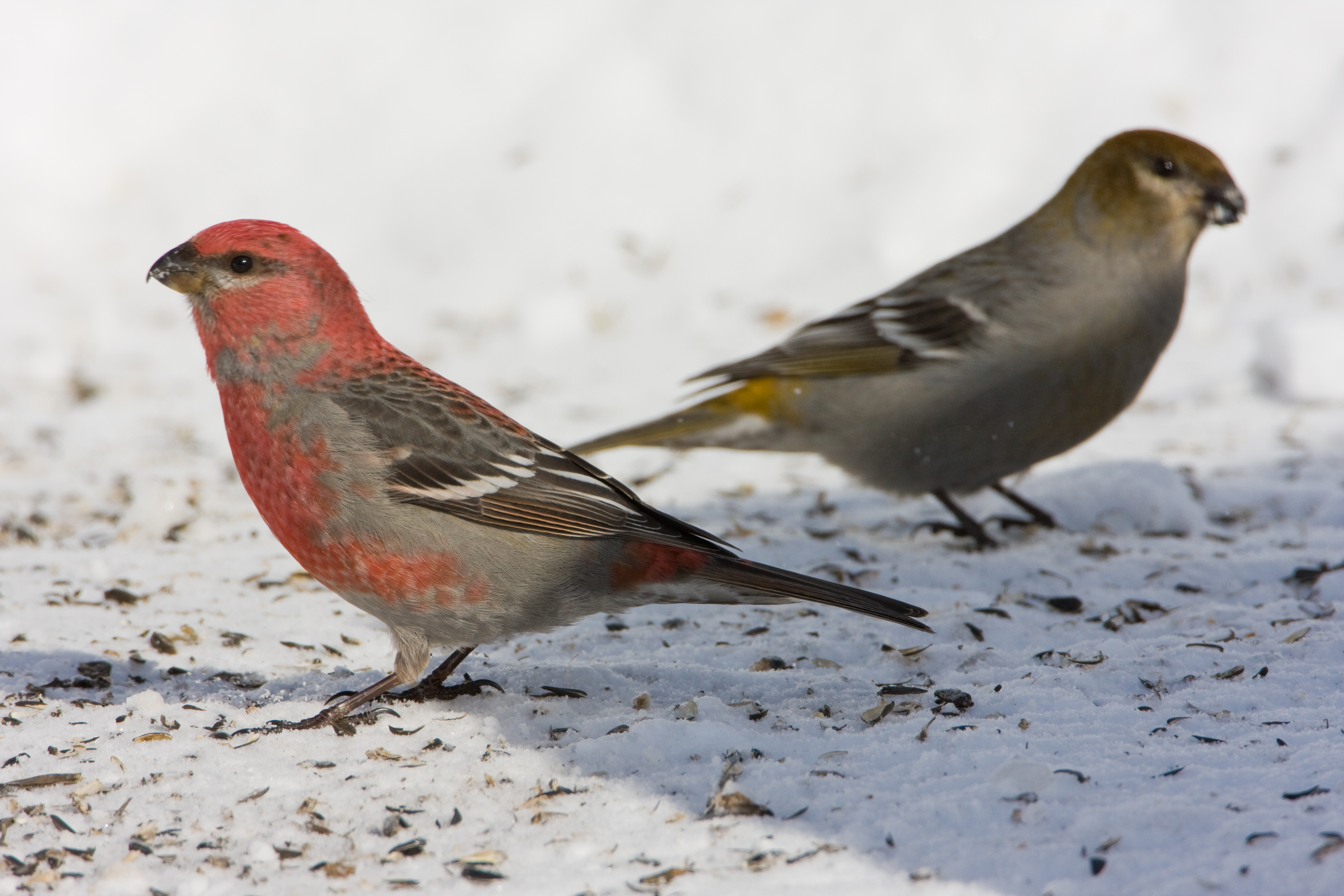 House finch, photo by Larry Master